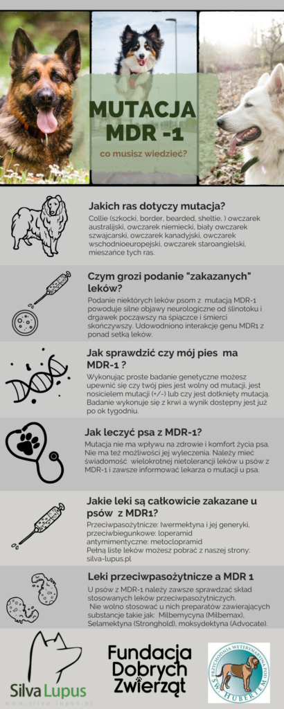 mdr1-infografika-410x1024 Mutacja MDR1 u psów