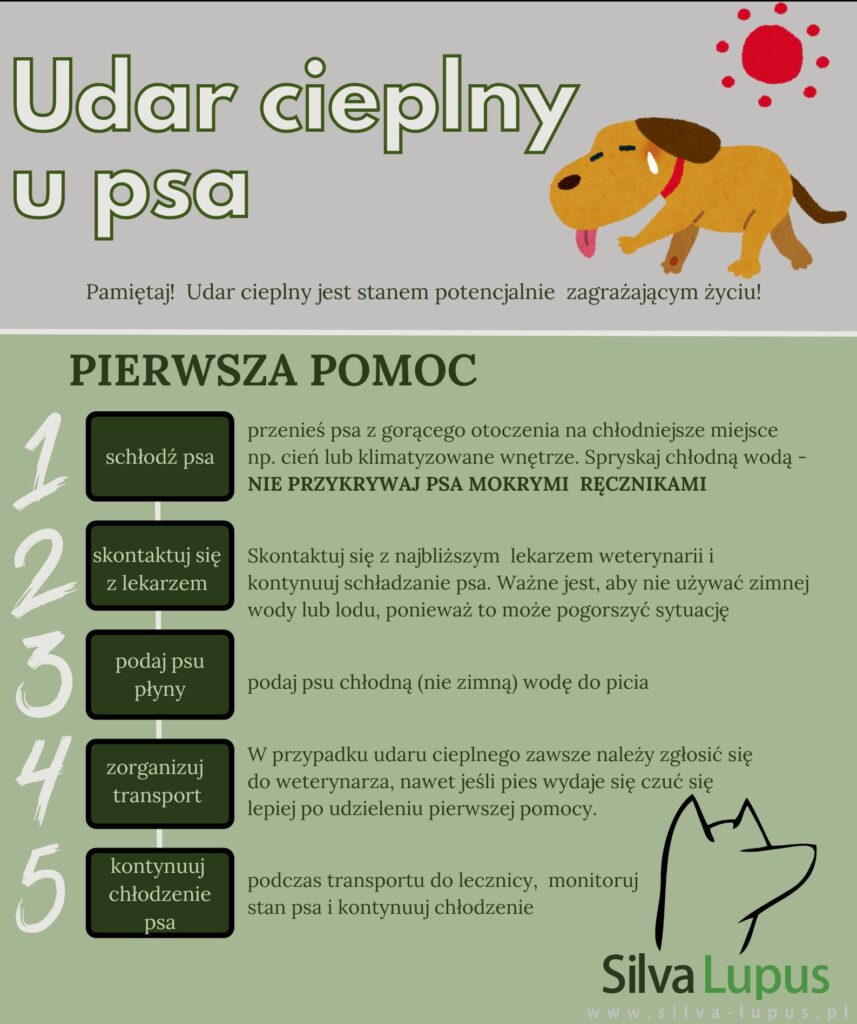 udar-857x1024 Udar cieplny u psa - co robić?