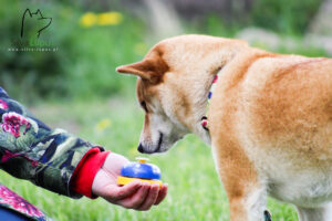 IMG_2363-300x200 Kurs Trener Psów + Zoopsycholog