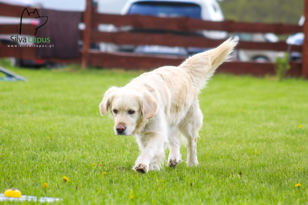 IMG_2392-1024x683 Kurs Zoopsycholog