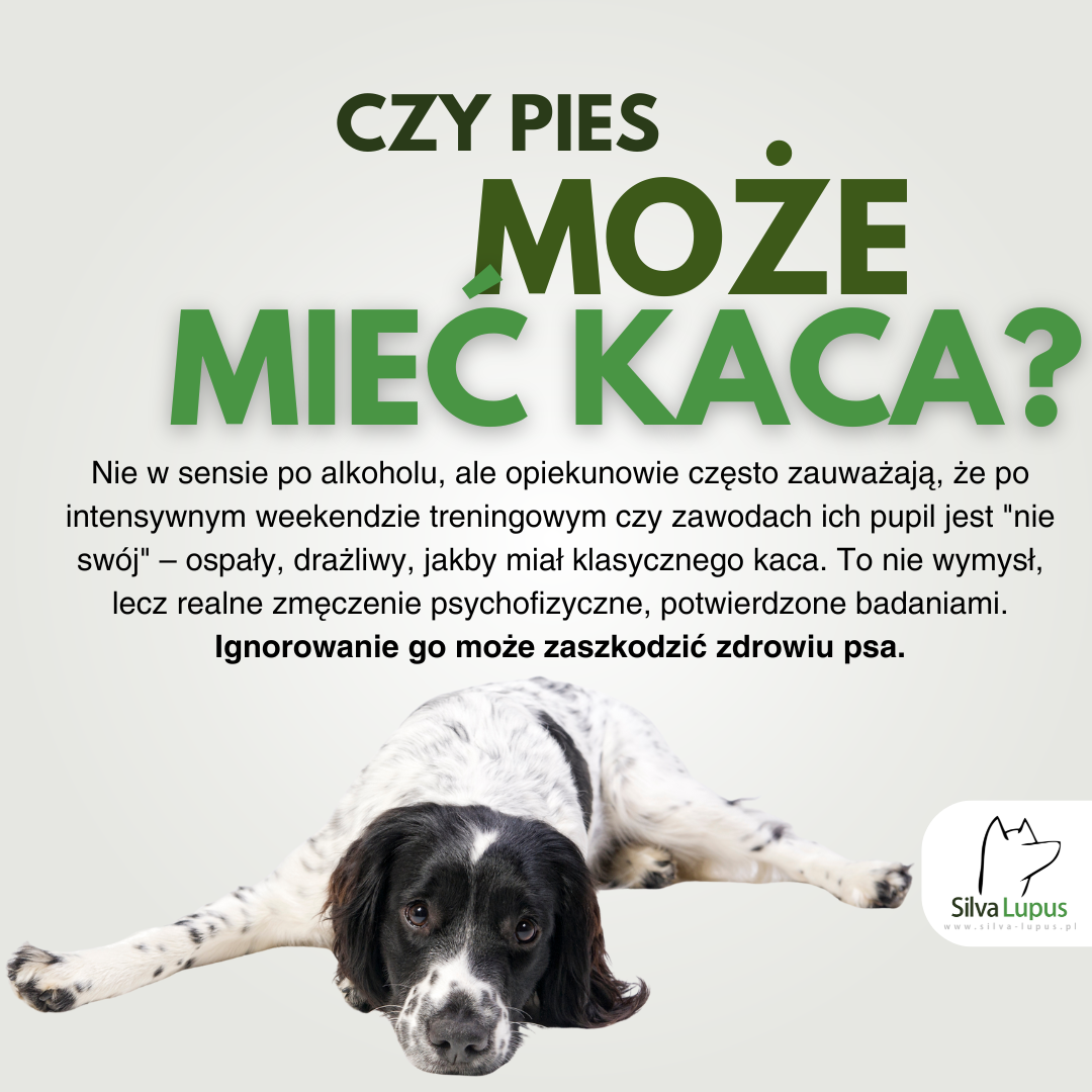 Czy pies może mieć kaca? O zmęczeniu i regeneracji po maratonie treningowym