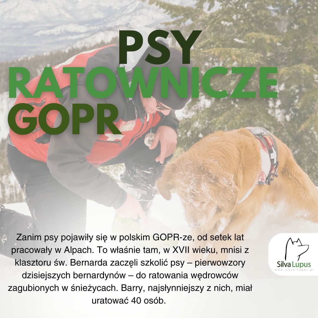 Psy ratownicze w górach