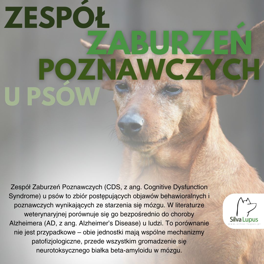 Zespół zaburzeń poznawczych u psów – co powinieneś wiedzieć?
